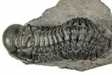 Detailed Crotalocephalina Trilobite - Atchana, Morocco #331013-2